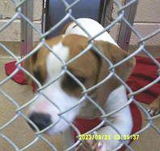 Mercer County Animal Shelter, Princeton, WV