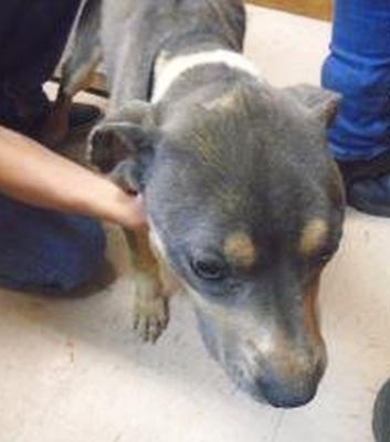 Mercer County Animal Shelter, Princeton, WV